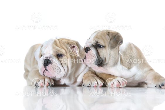 Cute english bulldog puppies isolated