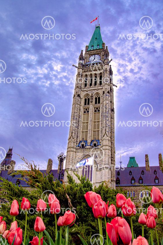 The Canadian Parliament during Spring with red tulips in...