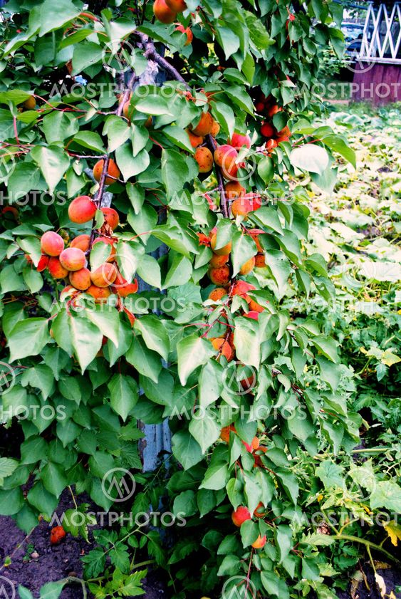 branch apricots with fruit