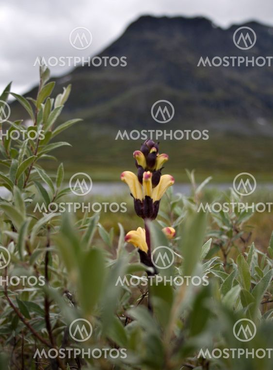 Kungsleden, Lapland, Sweden