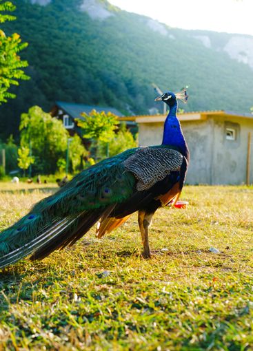 Vibrant peacock displaying its feathers in a sunny...
