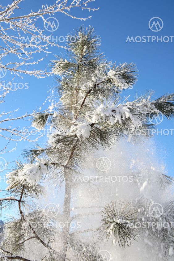 Snow forest