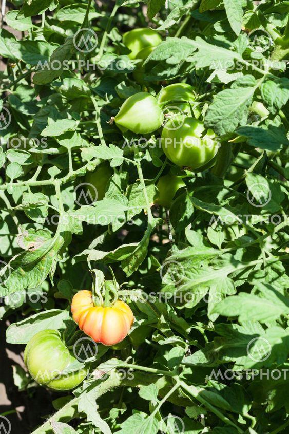 green and red tomatoes on bush in summer