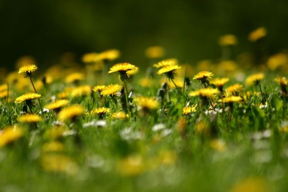 flower closeup