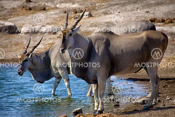 two eland drinking in a waterhole at etosha national park namibia africa