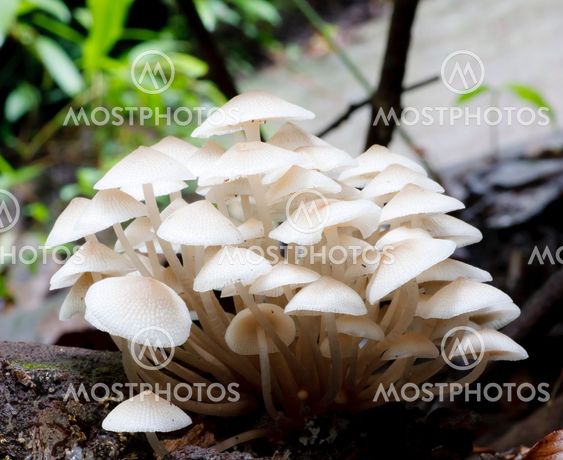 forest mushroom
