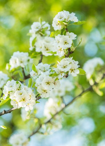 Beautiful white blossoms on a blooming tree branch in...