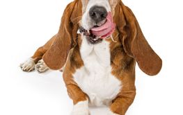 Basset Hound Dog With Tongu By Susan Schmitz Mostphotos
