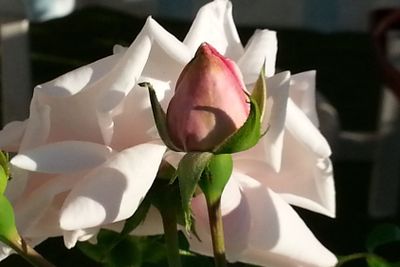 Från knopp till blomma.New Dawn klätterros.