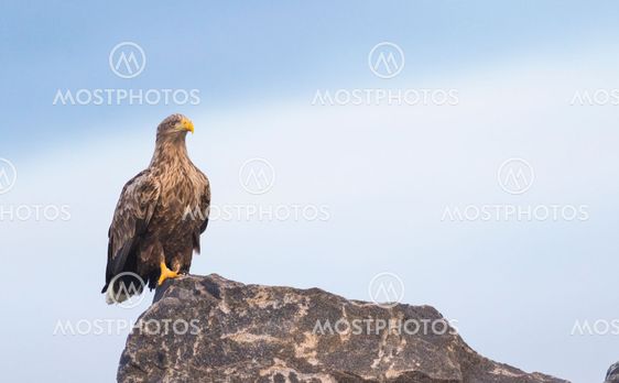 White-tailed eagle sitting on a rock