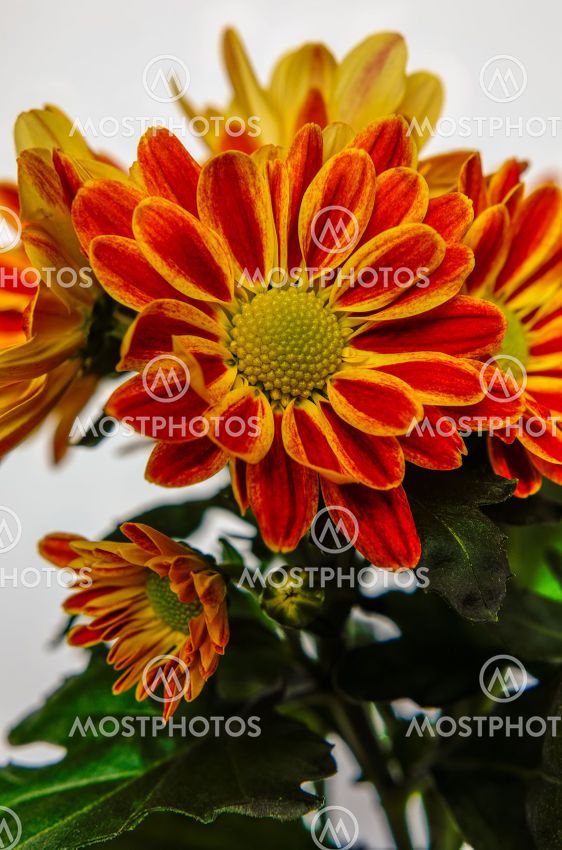 chrysanthemum, colorful flower bouquet in full bloom
