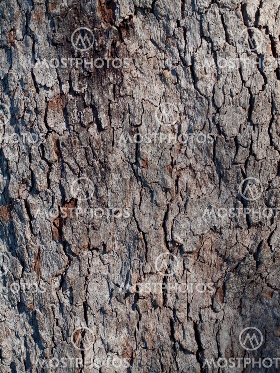 Grey bark texture