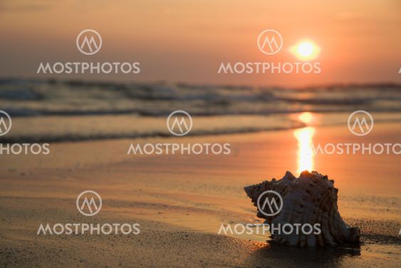 Seashell on beach.