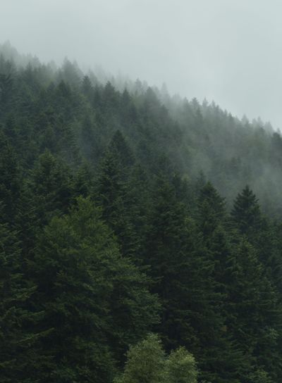 Misty landscape with foggy forest. Mystery mountain...