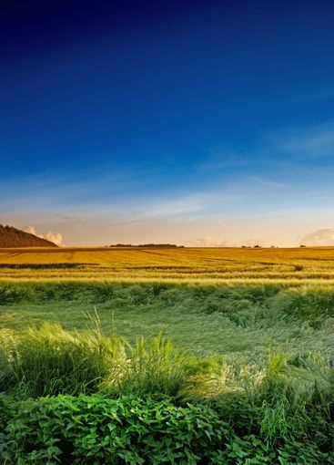 Outdoor, field and farm with wheat for growth,...
