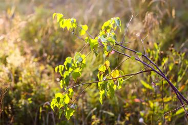 Tranquil autumn nature background in a sunset light.