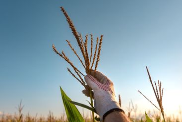 Agronomist inspecting corn tassel