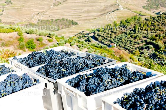 wine harvest, Douro Valley, Portugal