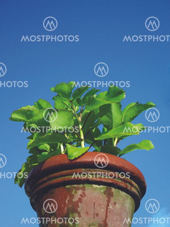 Air and leafs