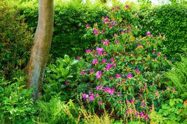 Trees, flowers and blossom in garden, outdoor and...