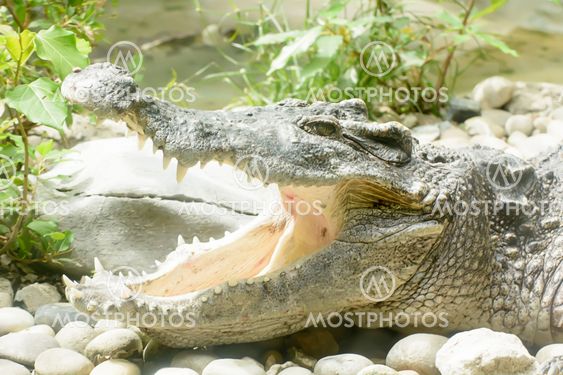 Crocodile