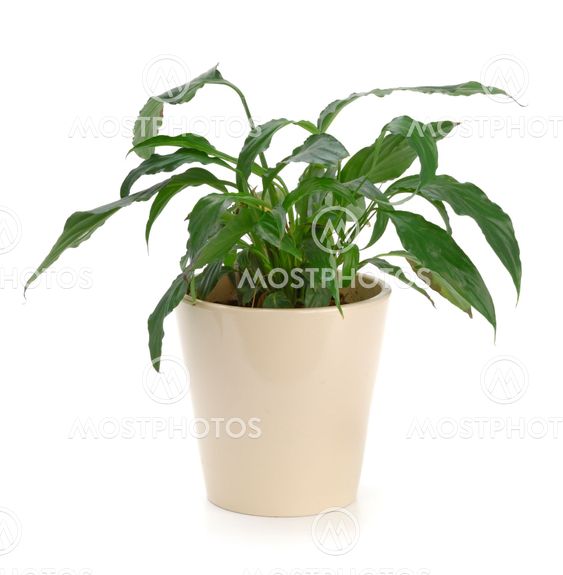 Ornamental Plants