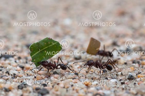 leaf cutter ants
