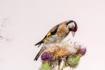 European goldfinch, feeding on the seeds of thistles....