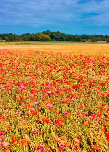 Nature, blue sky and flowers in field outdoor for...