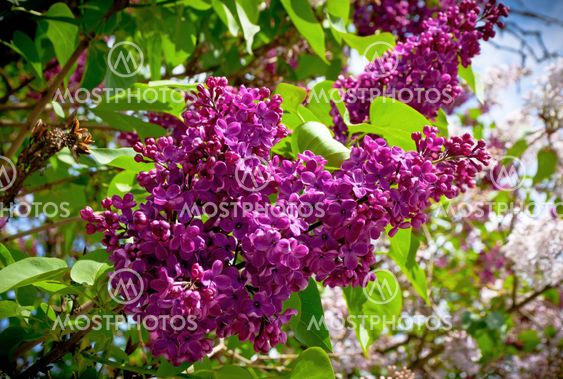 Close-up branch of violet lilac
