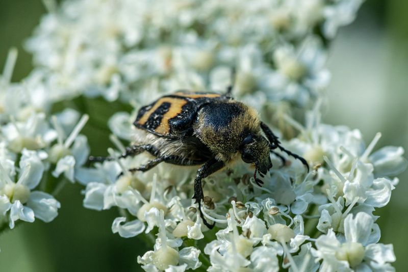 Bilder på insekter i Sverige - Mostphotos