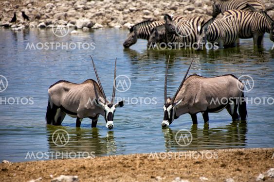 two oryx drinking water at okaukuejo etosha national park