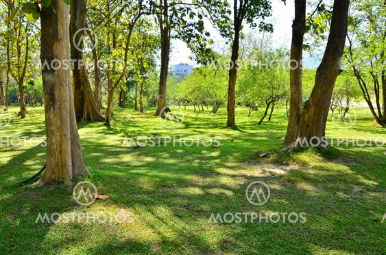 Green lawn in city park