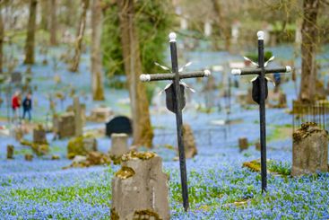 Scilla siberica spring flowers blossoming on sunny day...