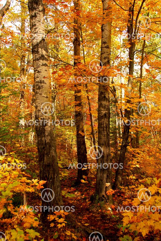 Fall forest