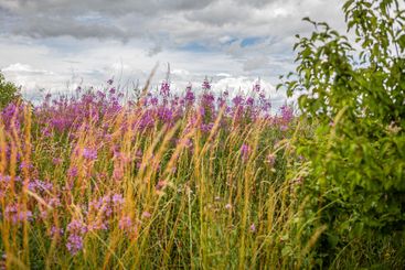 Medieval and Hansa inspired living area Jakriborg in...