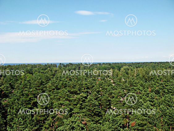 Forest of Latvia near the Baltic sea