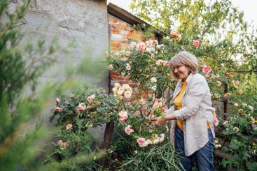 A middle-aged woman is cutting roses in the garden. A...