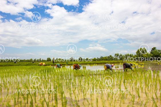 Farmer of Thailand on The Growing season.