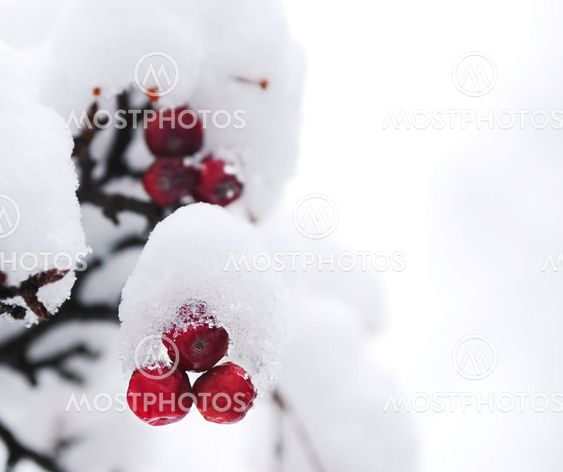 Winter berries