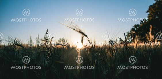 Vete i motljus