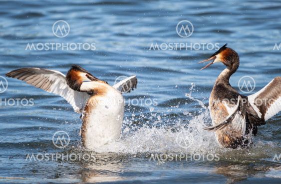 Great crested grebe.