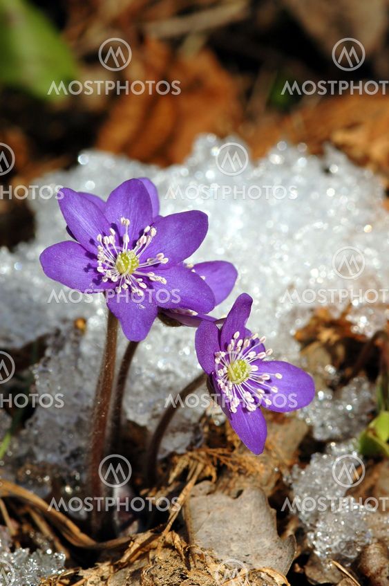 Liverwort, Hepatica nobilis