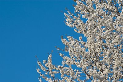 Blooming cherry tree over blue sky