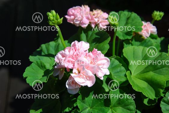 Pink geranium flower