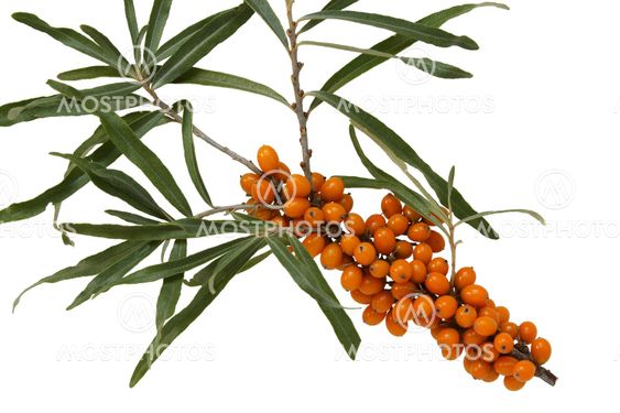 branch of sea buckthorn