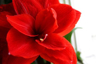 Amaryllis