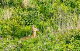 Roe deer standing among the bushes on an old clearcut in...