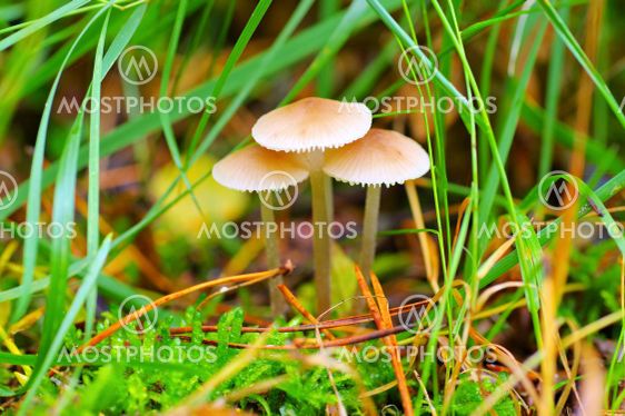 a group of Mycena mushrooms in forest