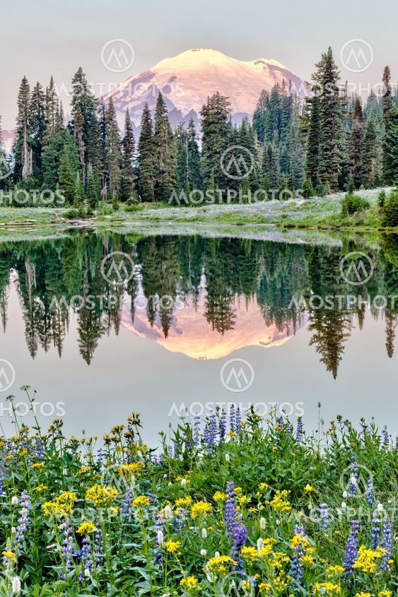 Mt Rainier reflection on Lake Tipsoo at sunrise, Washington